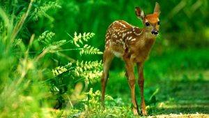 হারিয়ে যাচ্ছে চিত্রা হরিণ, সংরক্ষণে কী করণীয়?